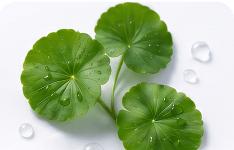 Centella Asiatica